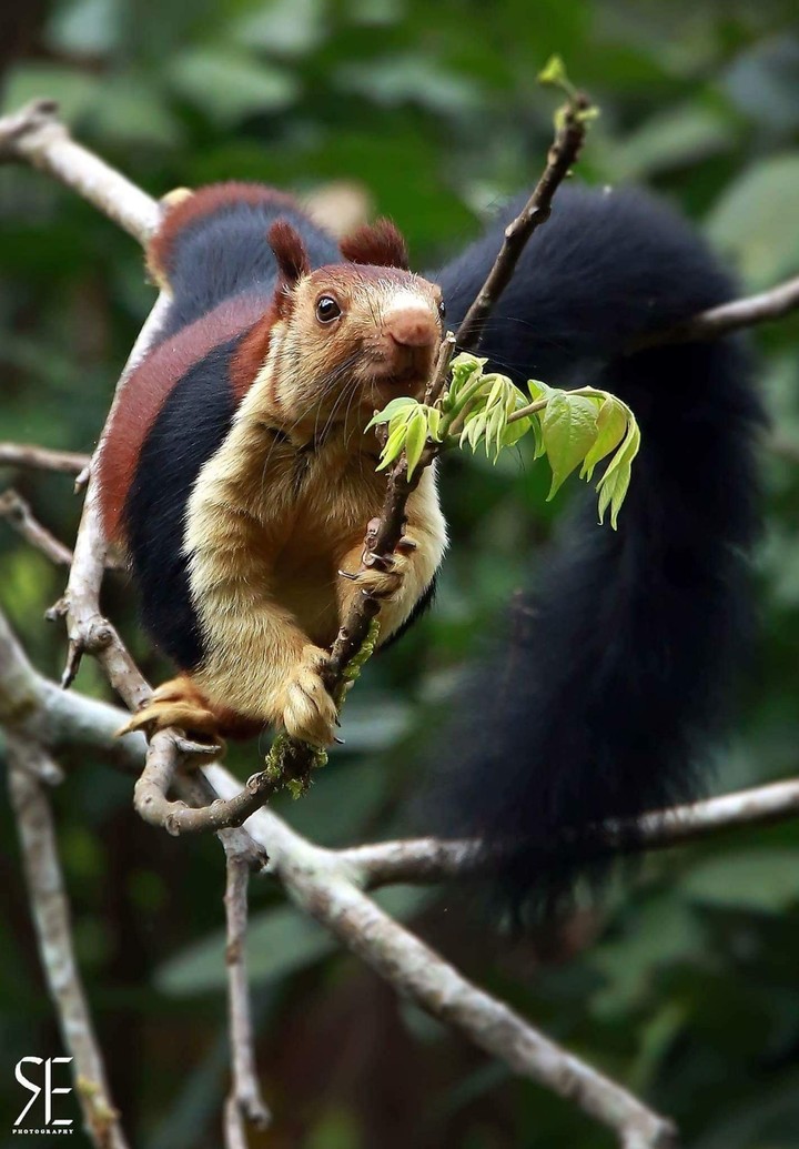 squirrel