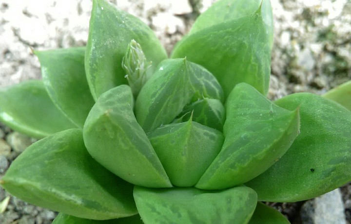 suculenta