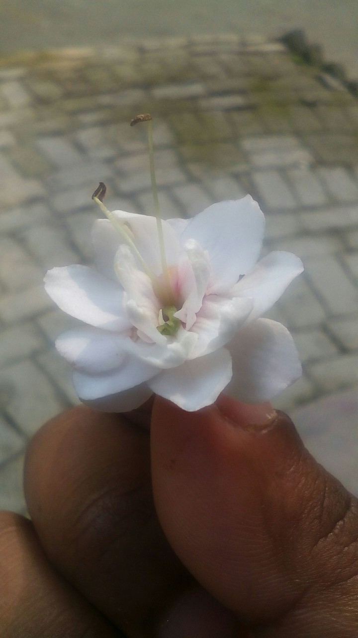 ♥flower♥