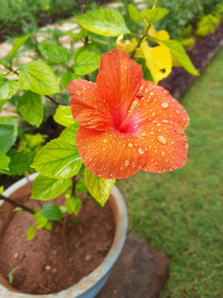 Orange hibiscus
