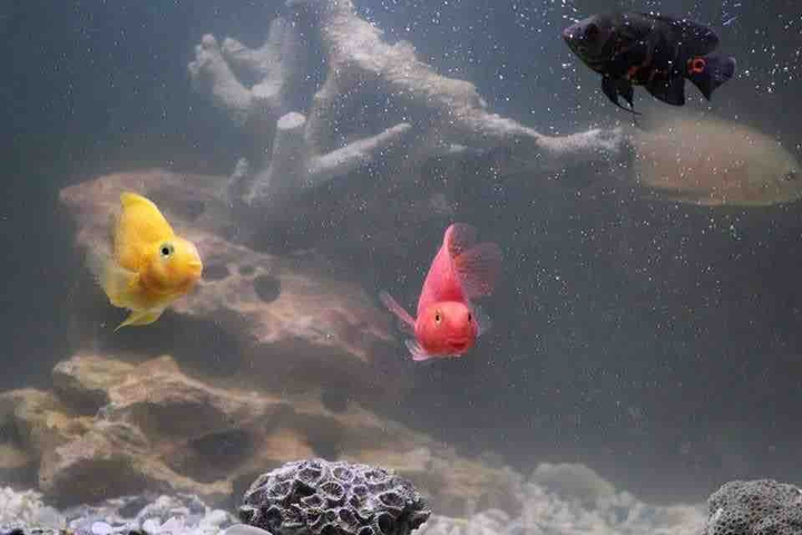 underwater