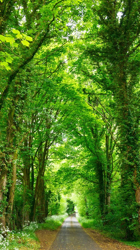 Beautiful forest
