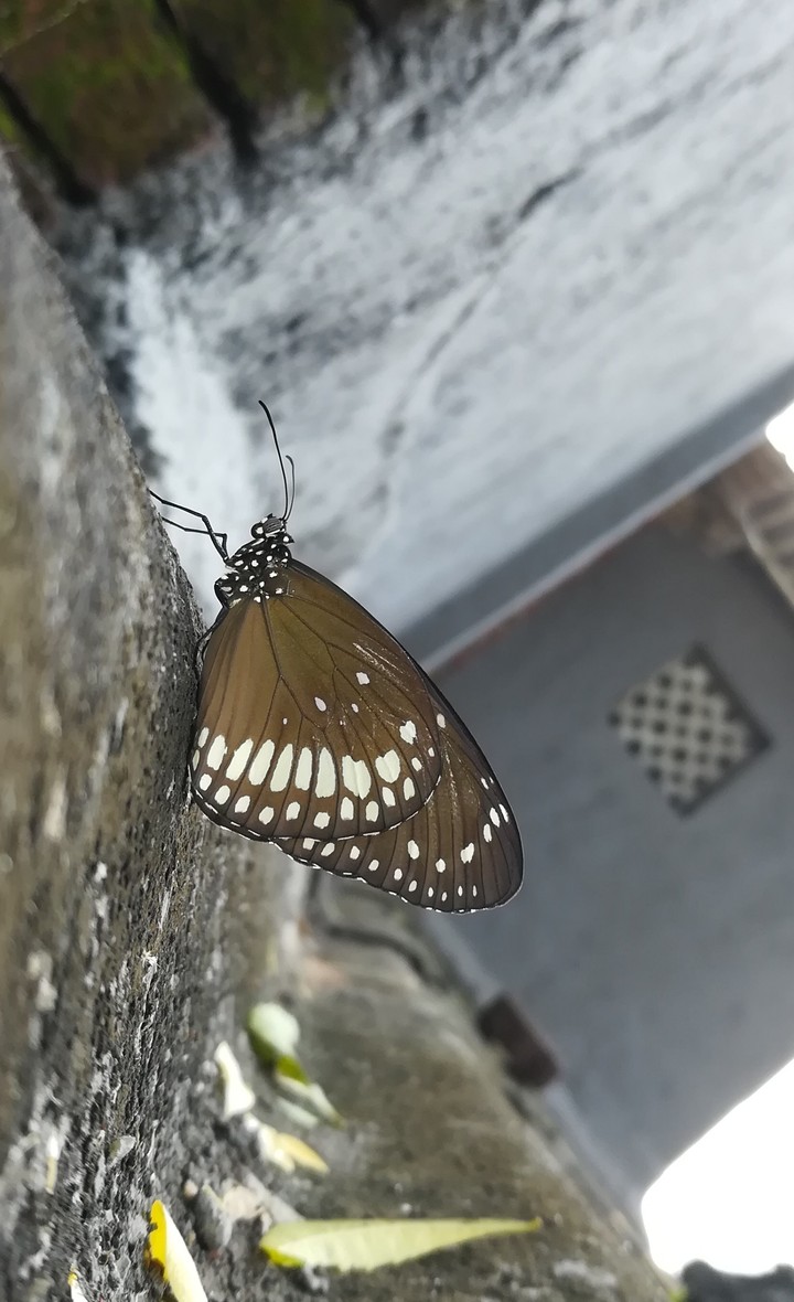 butterfly