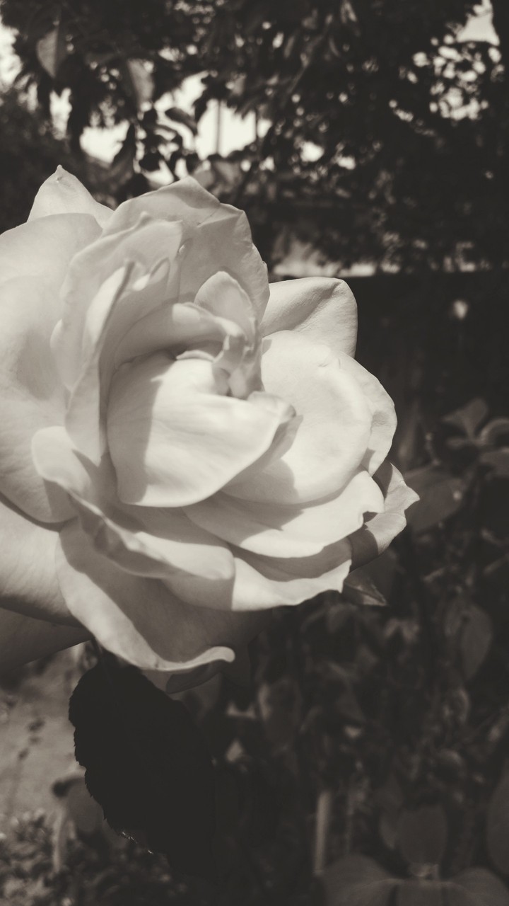 rosa vintage