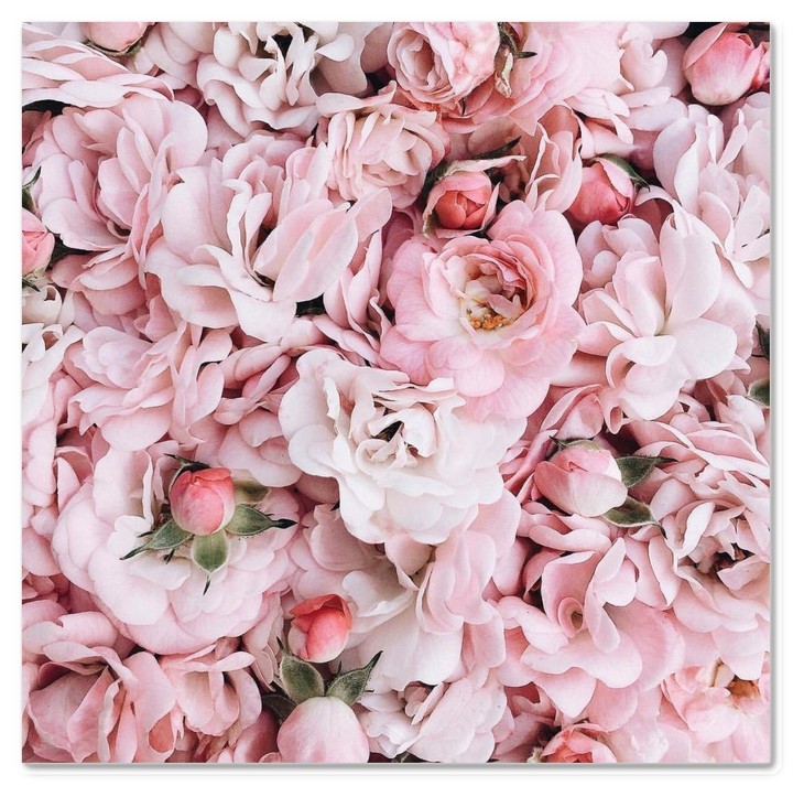 Beautyfol roses