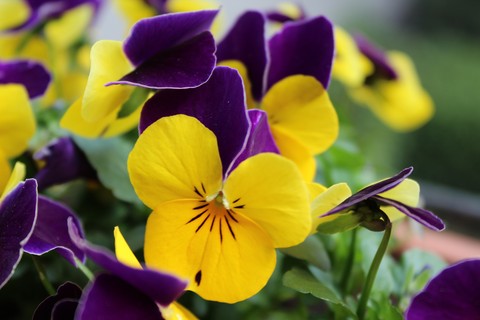 plant, flower桌布