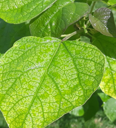 leaves of Catalpa