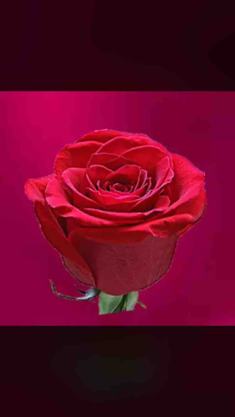 flower, floribunda háttérképek