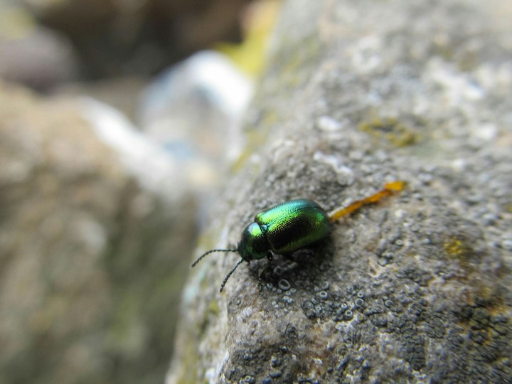 bug