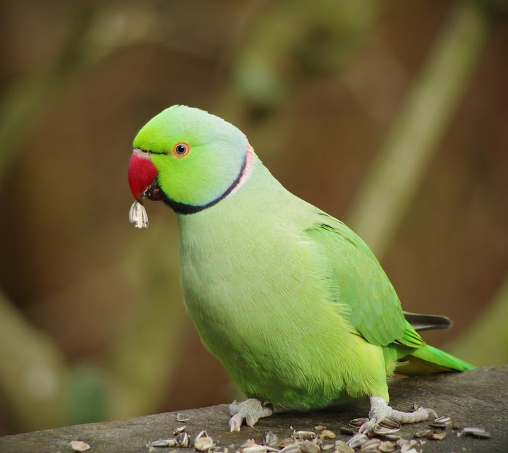 parrot