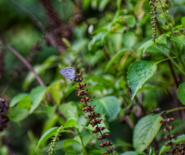 butterfly..