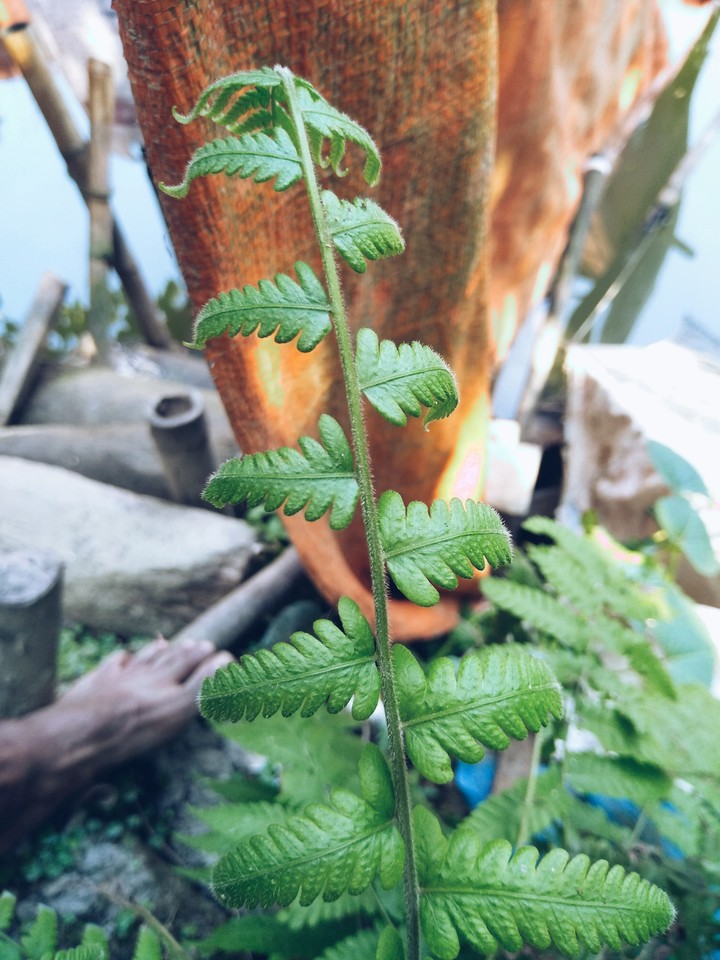 beauty of Nature