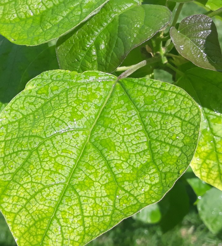 leaves of Catalpa