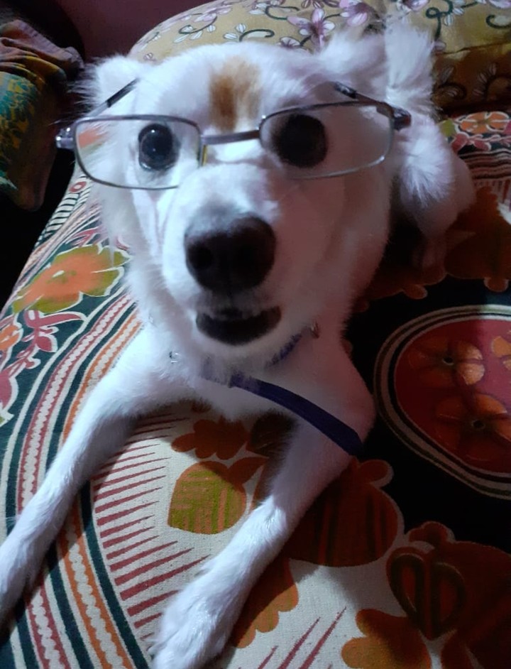 lucy like specs