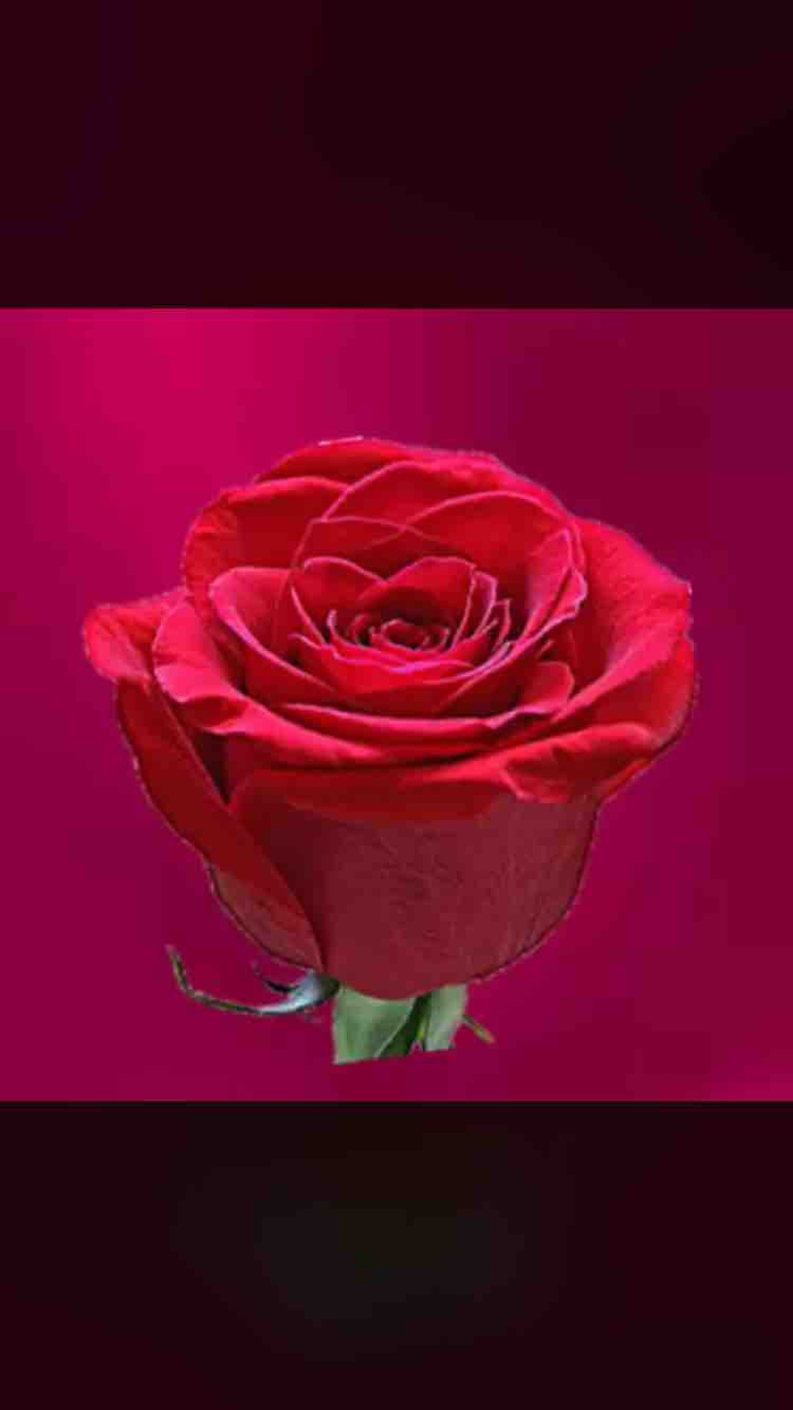 ❣️❣️❣️❣️