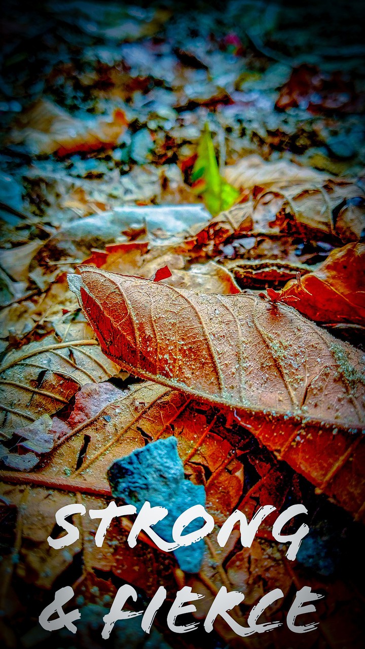 Leaves