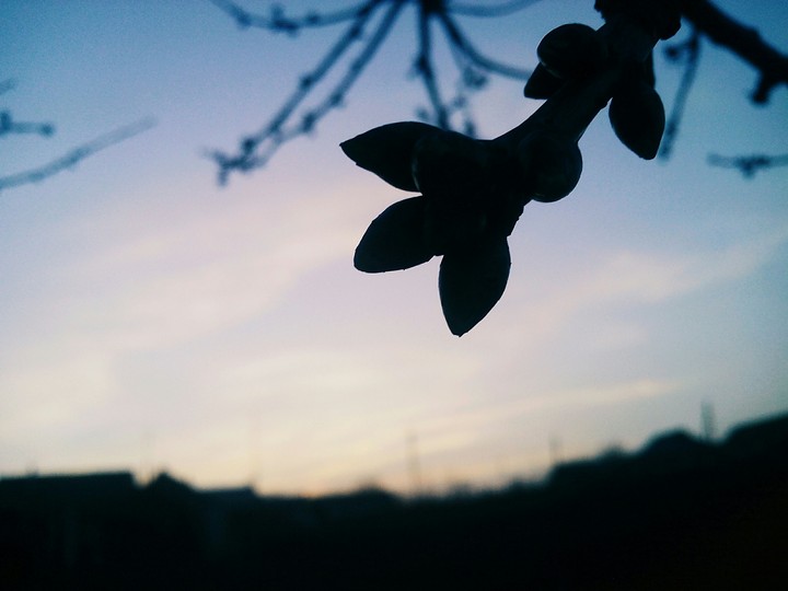 spring