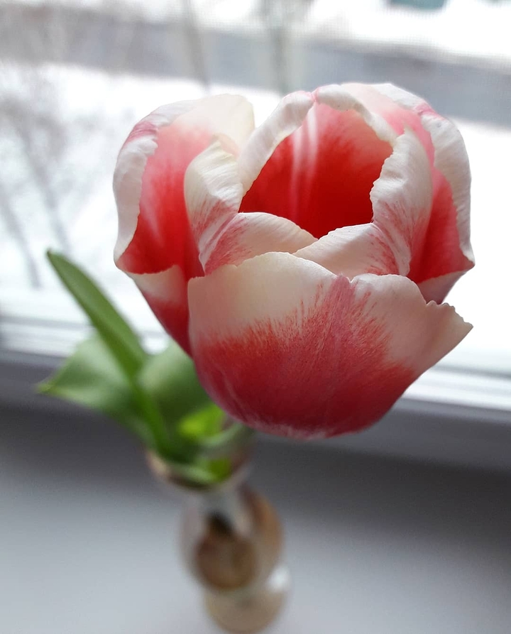 Tulip
