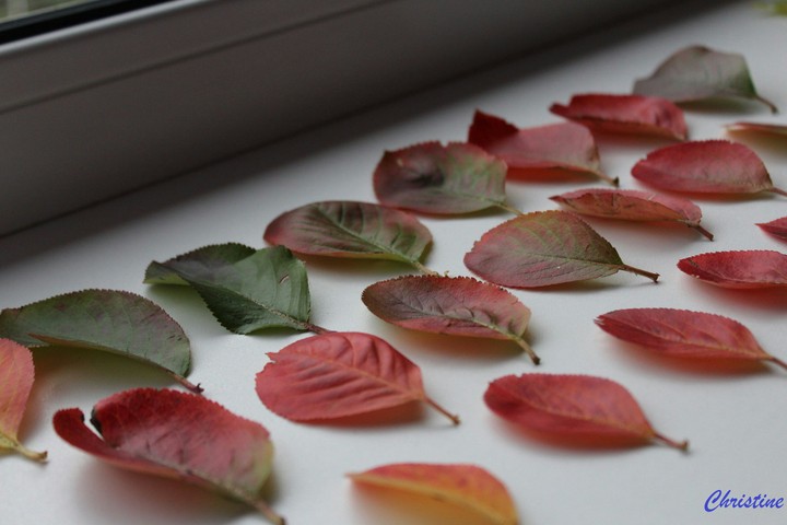 Moments of the autumn 