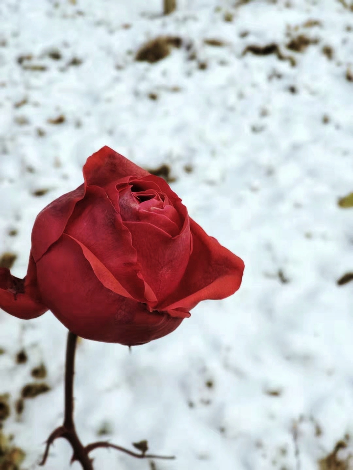 winter