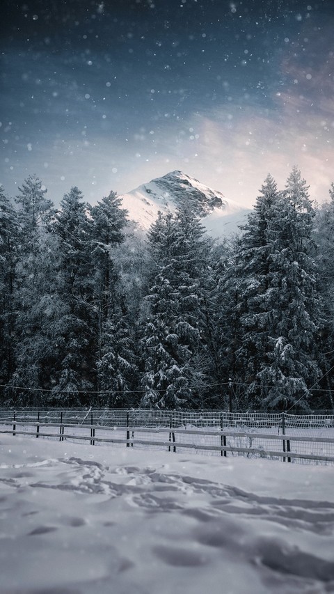 шпалери winter, forest