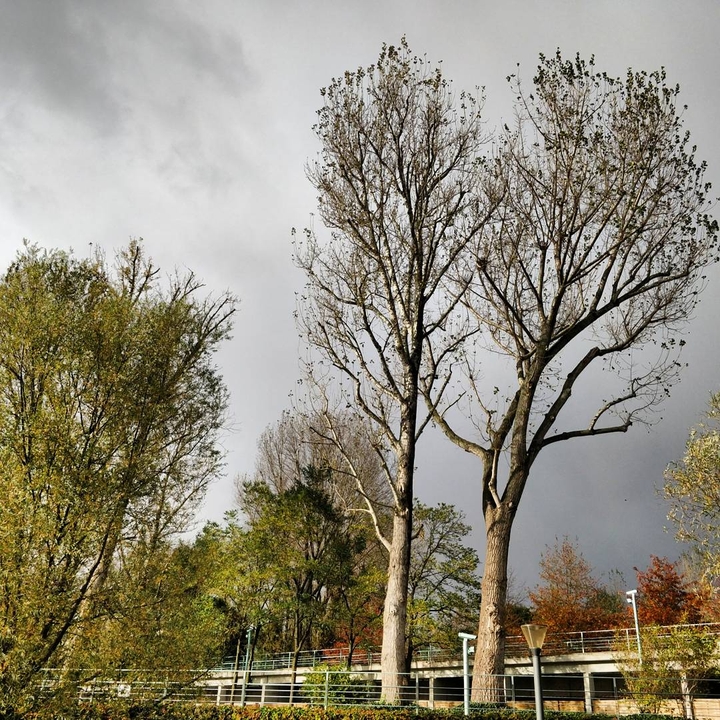 Trees