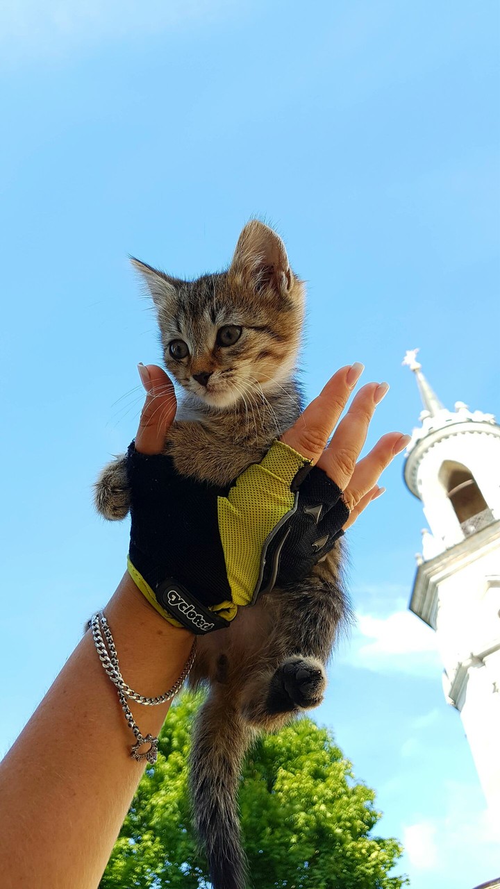 Kitten