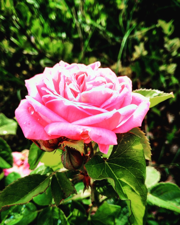 rosa