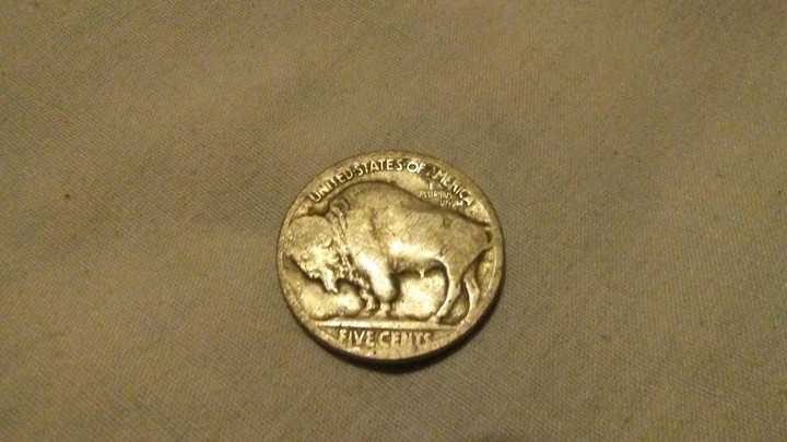 buffalo