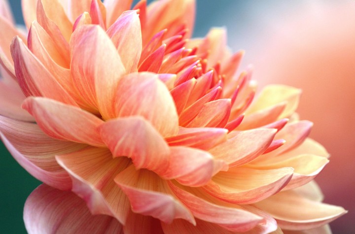 Coral shades