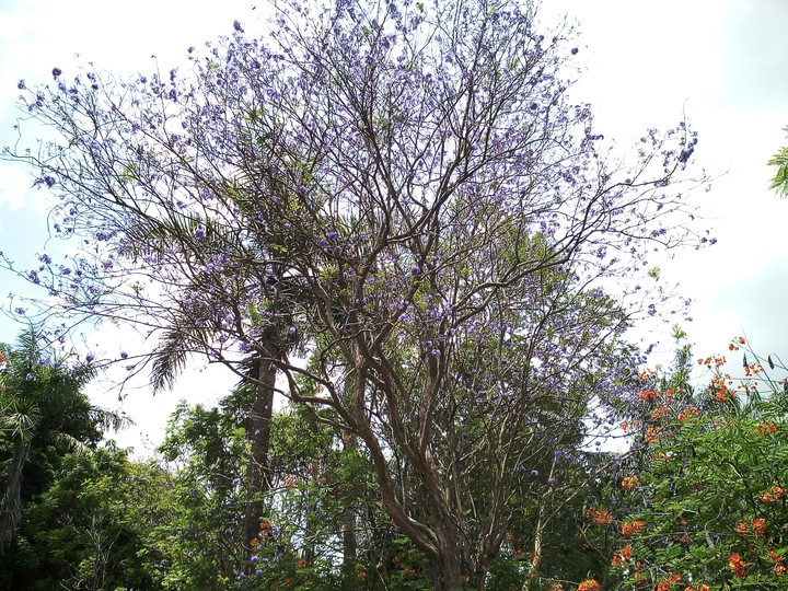 Purple Flowers
