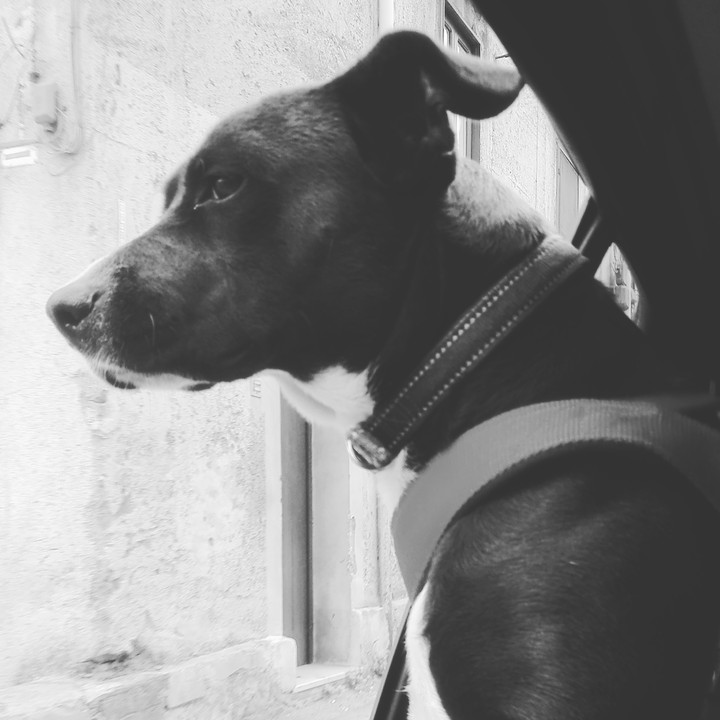 dog