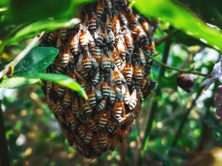 bees in the wild