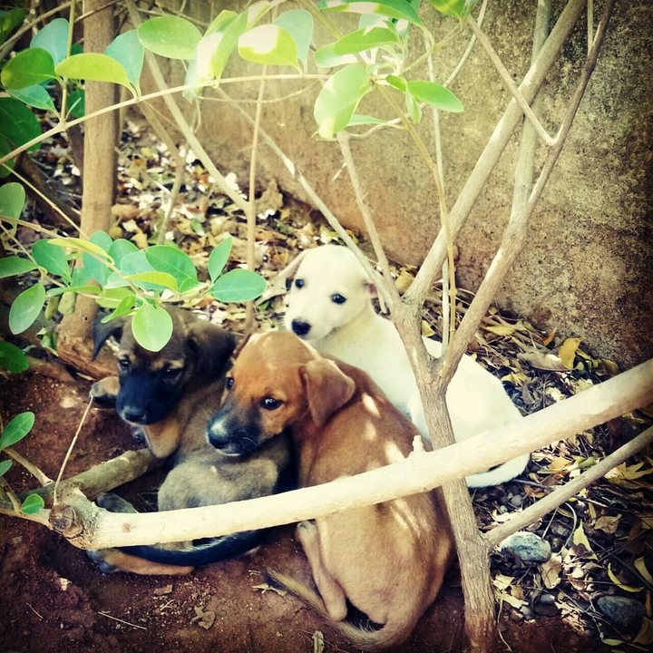 puppy