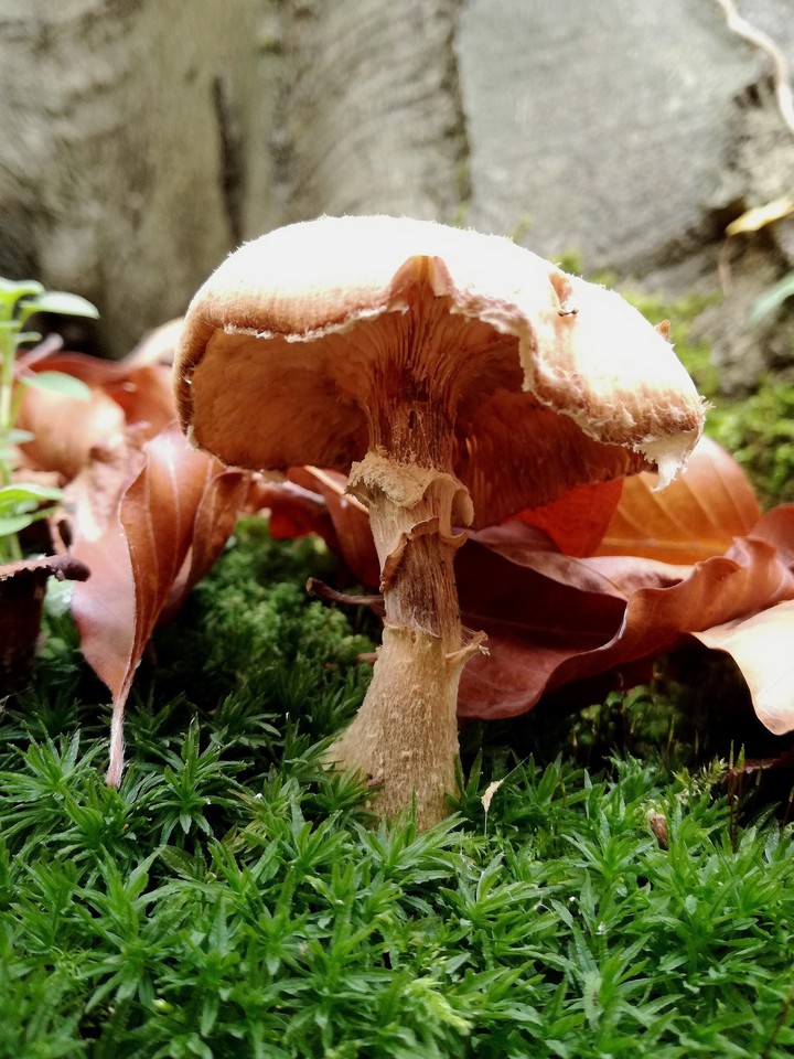 mushroom