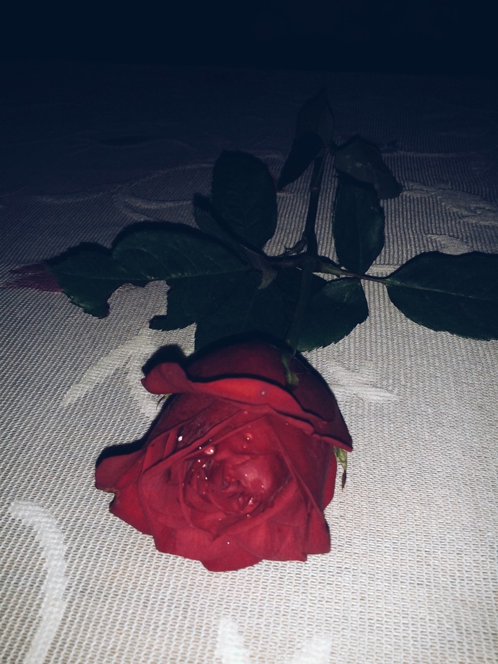 A forgotten rose
