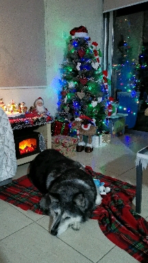 christmas husky