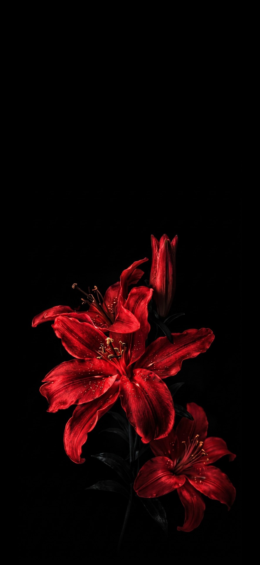 hình nền red, lilies