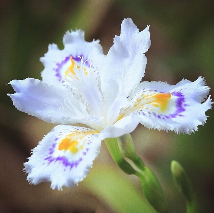 fiori