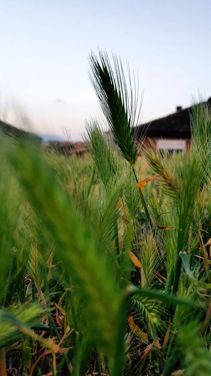 Nature