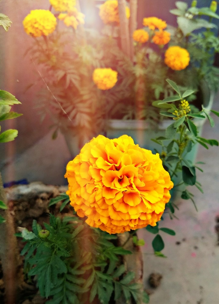 Tagetes
