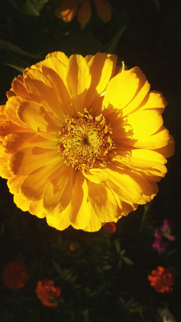 flower
