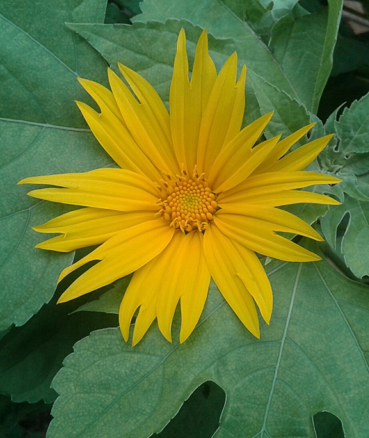 Flower