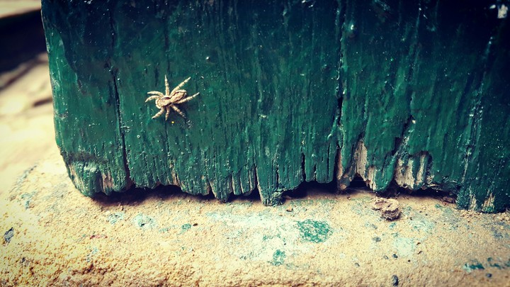 Patio del Moro Villa de Guaduas-Araña
