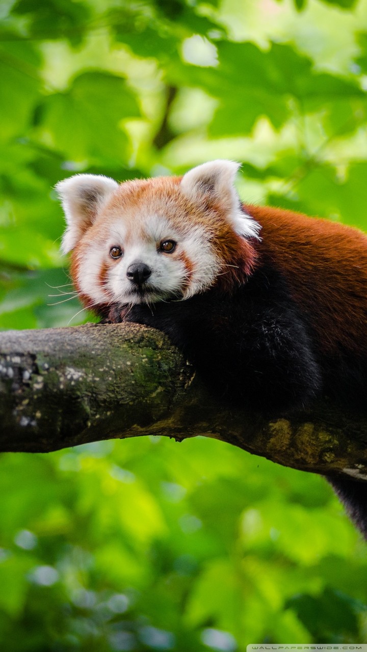 Innocent  Animal