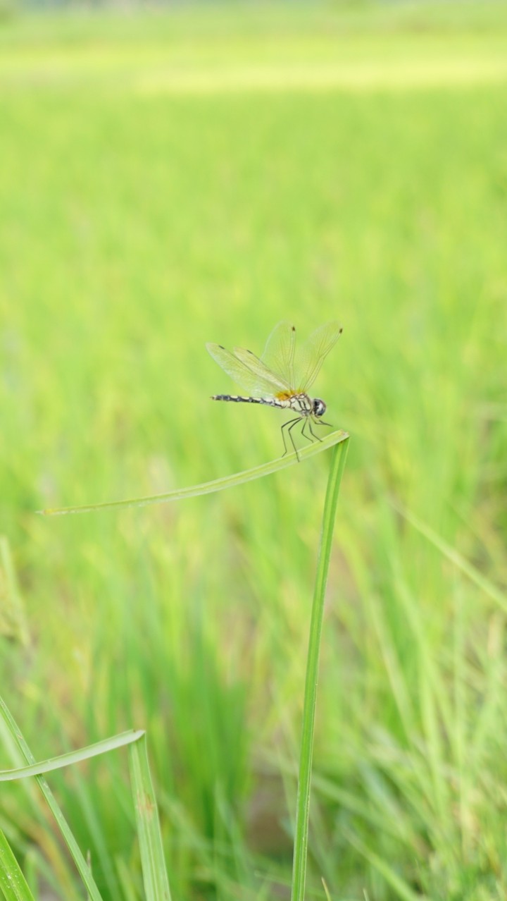 NFT Photography