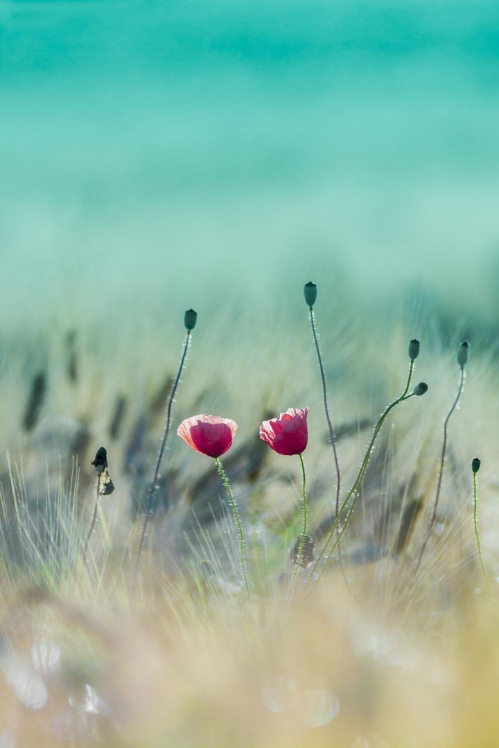 nature