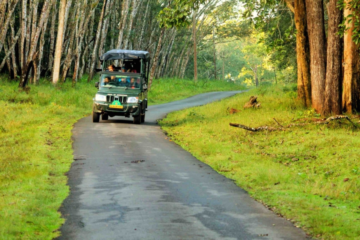 Wild safari