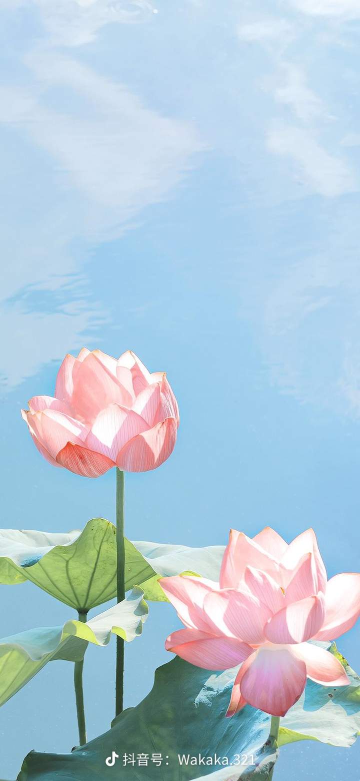 No mud, no lotus...
