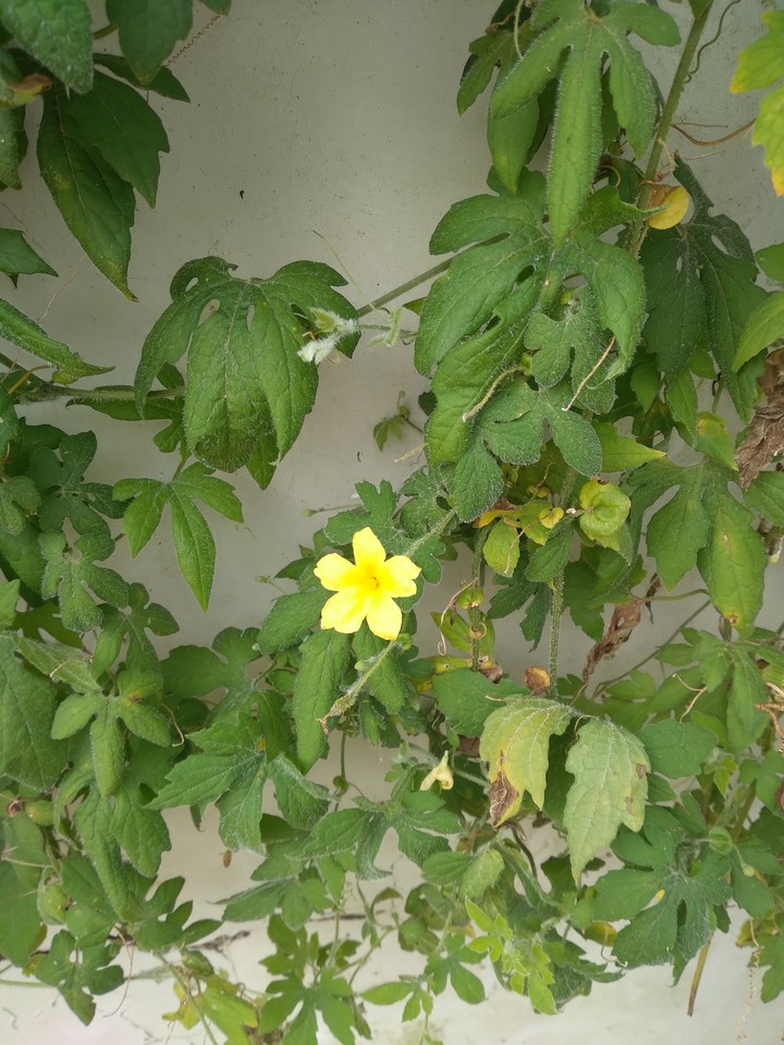Hoa khổ qua rừng